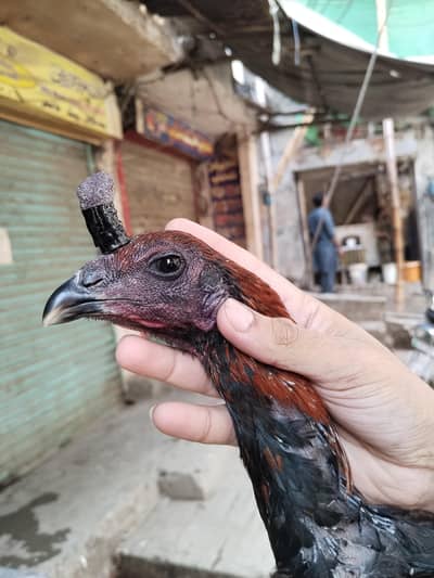 pure Indian dragon Aseel