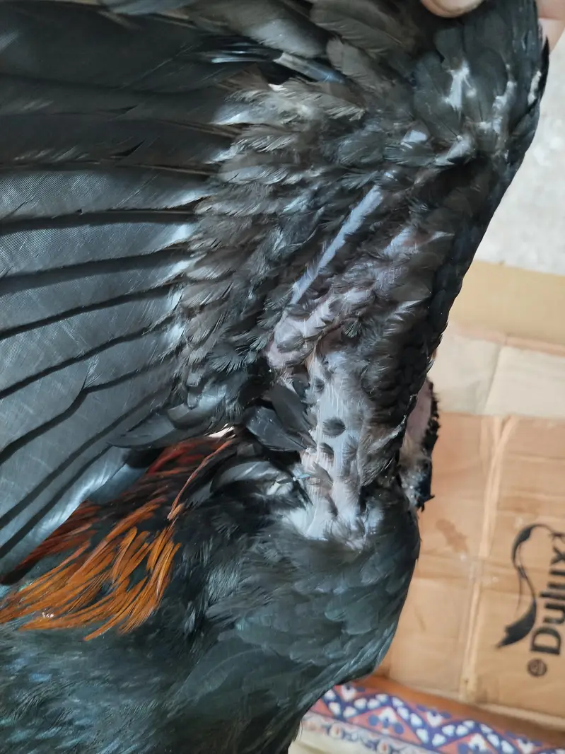 pure Indian dragon Aseel — photo 2