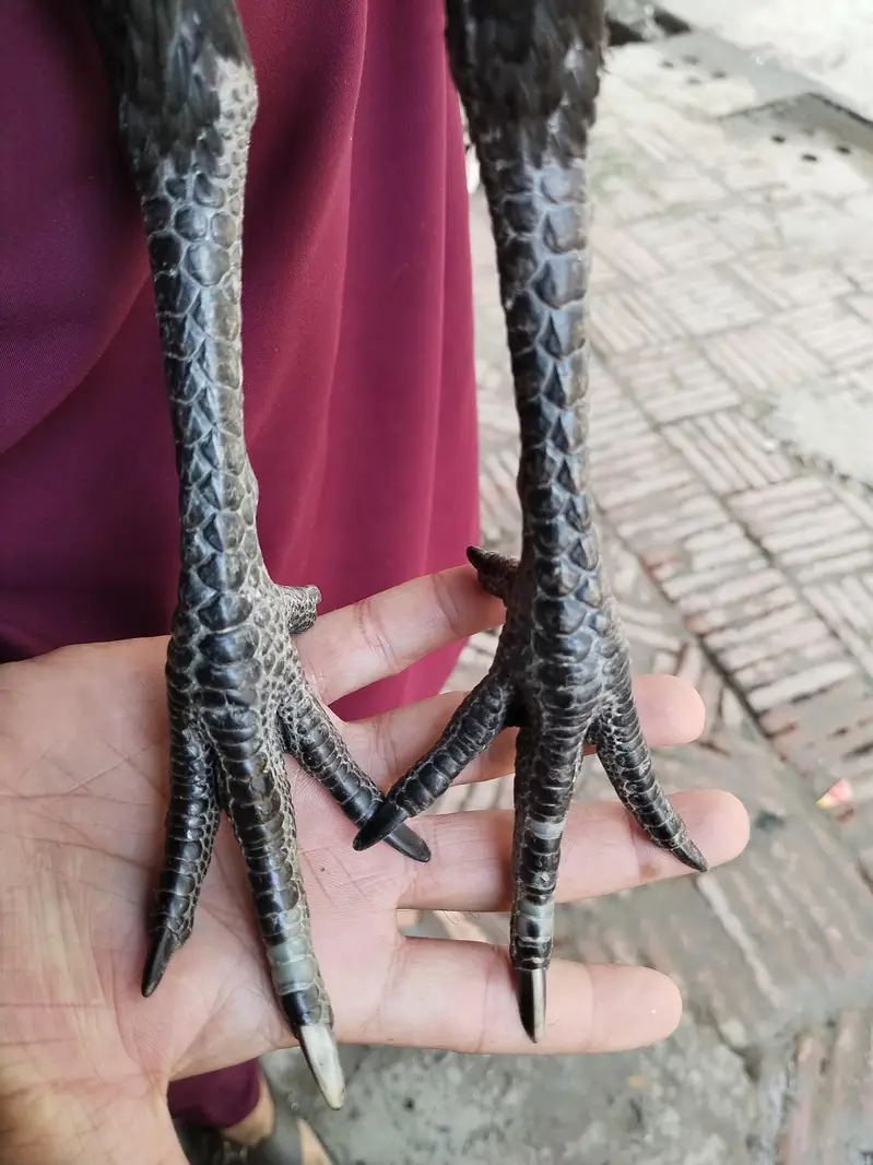 pure Indian dragon Aseel — photo 4