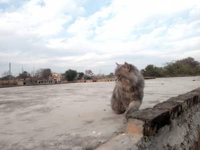 outclass quality Persian cat