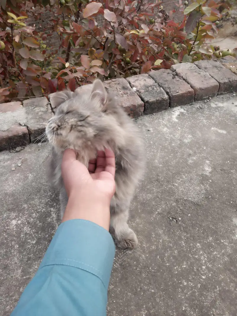 outclass quality Persian cat — photo 2
