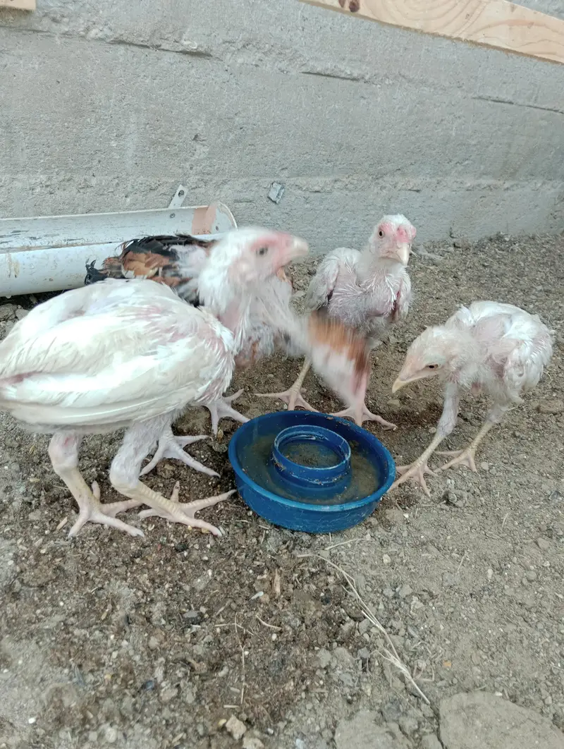 heera aseel pathy or cocktail — photo 2