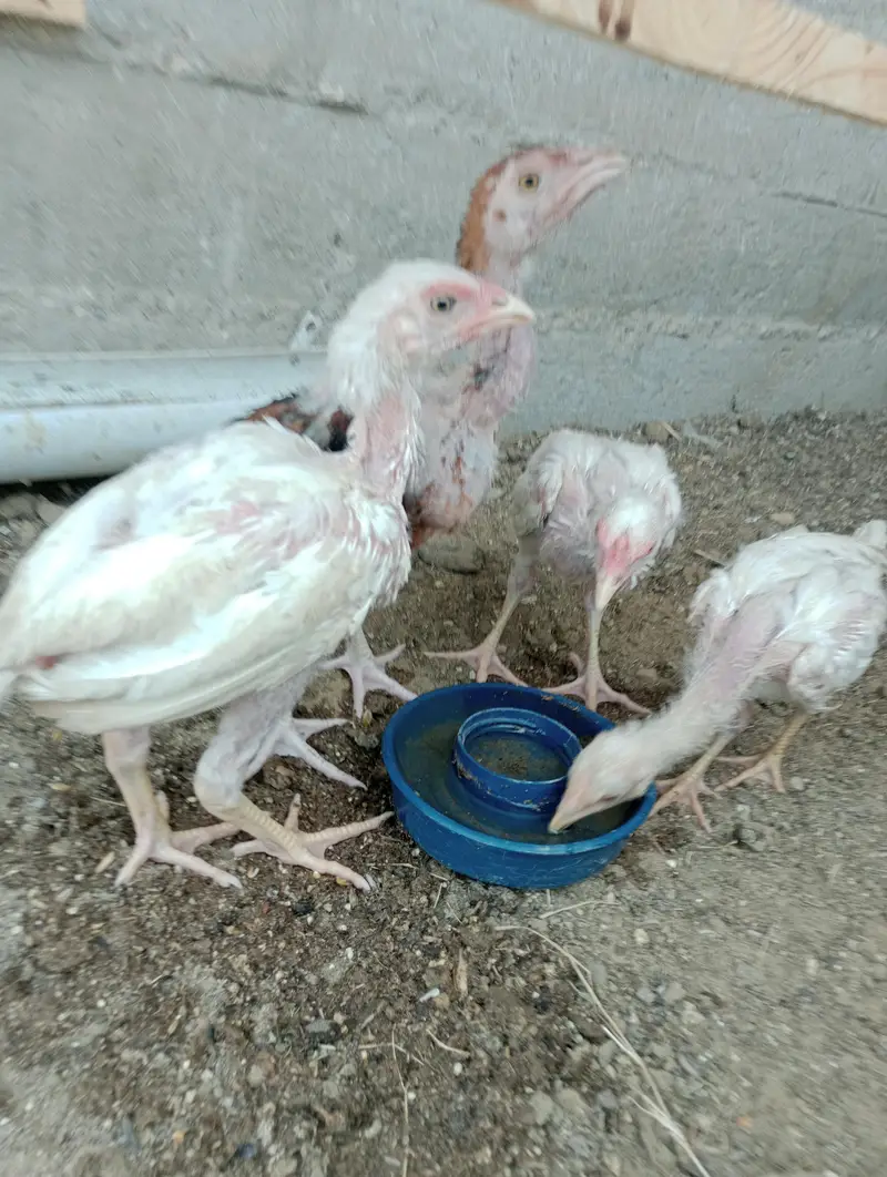 heera aseel pathy or cocktail — photo 3