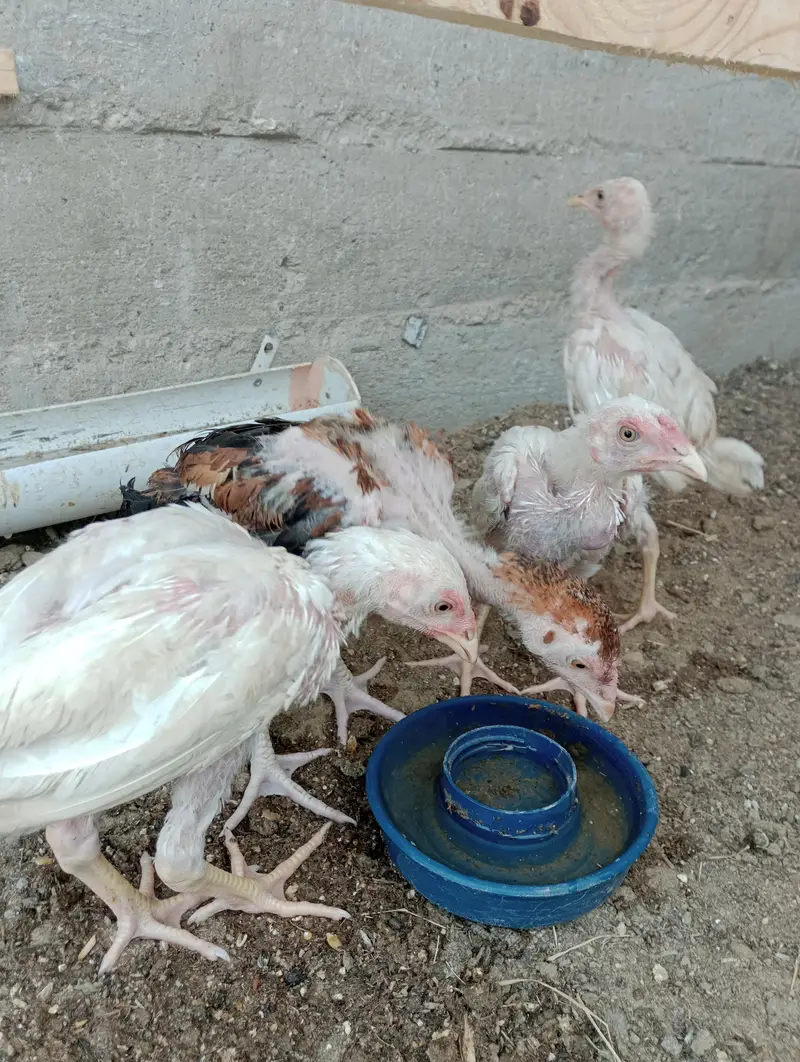 heera aseel pathy or cocktail — photo 4