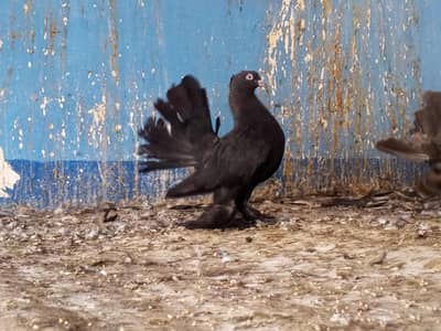 Thailand Black Indian Fantail