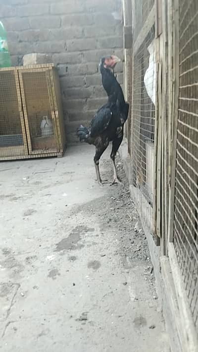 Long Height Sindhi Female