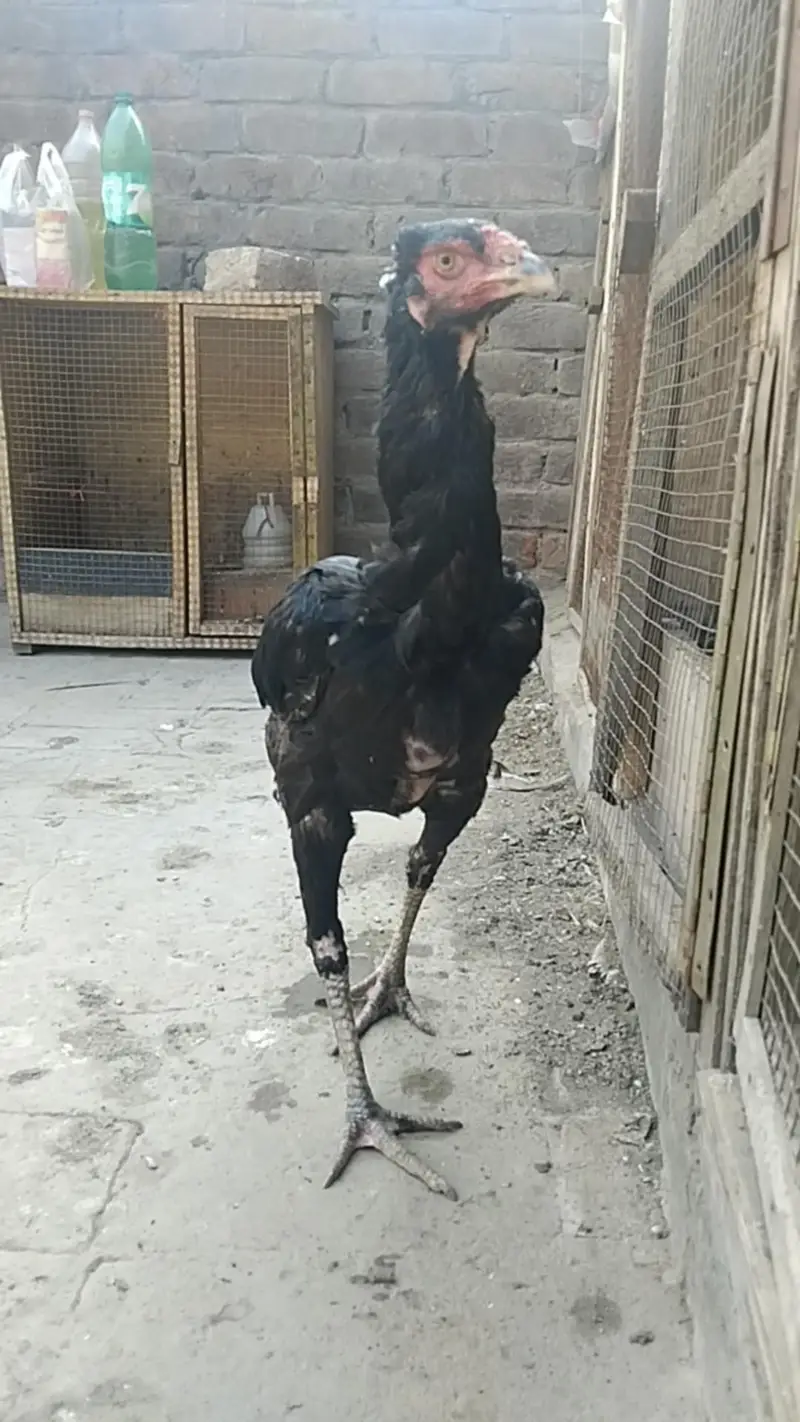 Long Height Sindhi Female — photo 2