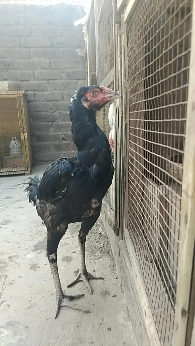 Long Height Sindhi Female — photo 3