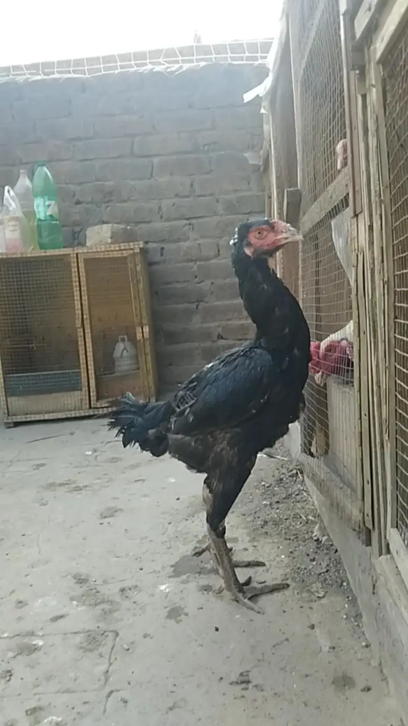 Long Height Sindhi Female — photo 4