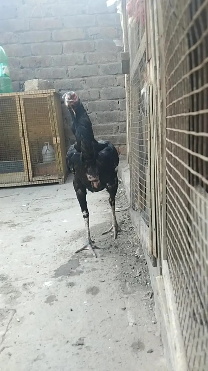 Long Height Sindhi Female — photo 5