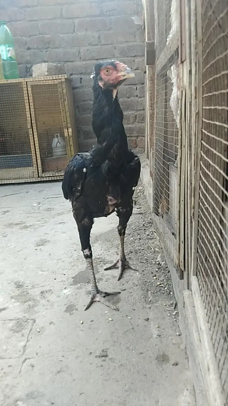 Long Height Sindhi Female — photo 6