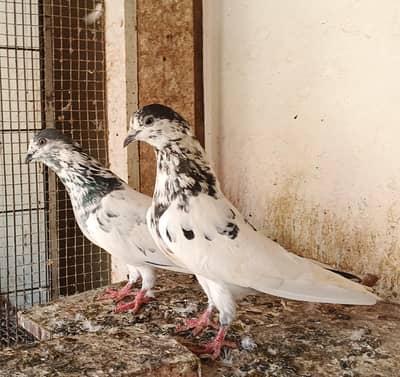 35 wala breedar jora available