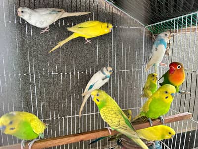 love birds pairs