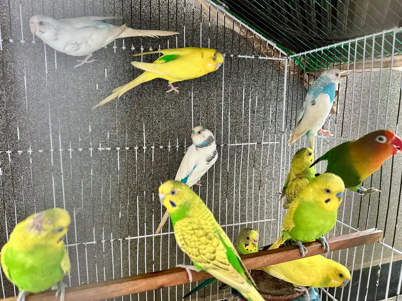love birds pairs — photo 2