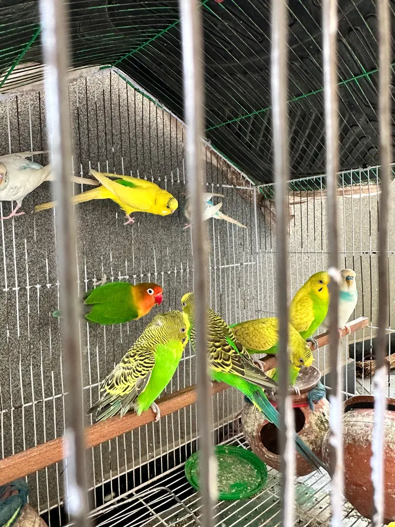 love birds pairs — photo 3