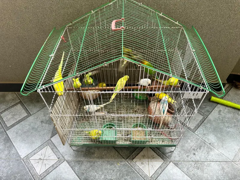 love birds pairs — photo 4