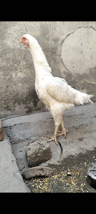 White German Shamo Female For Sale
