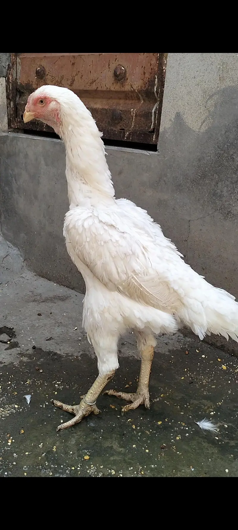 White German Shamo Female For Sale — photo 2