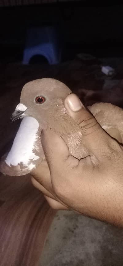 fancy pigeon & colour full pigeon