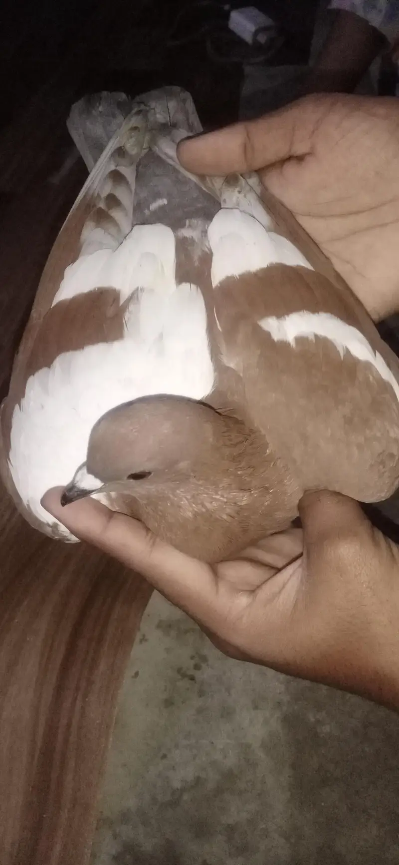 fancy pigeon & colour full pigeon — photo 3