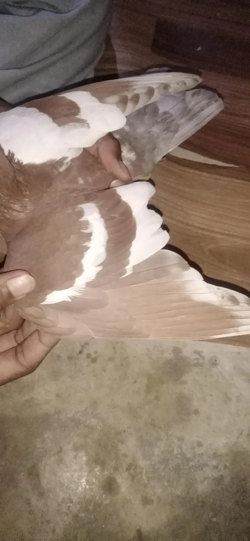 fancy pigeon & colour full pigeon — photo 4