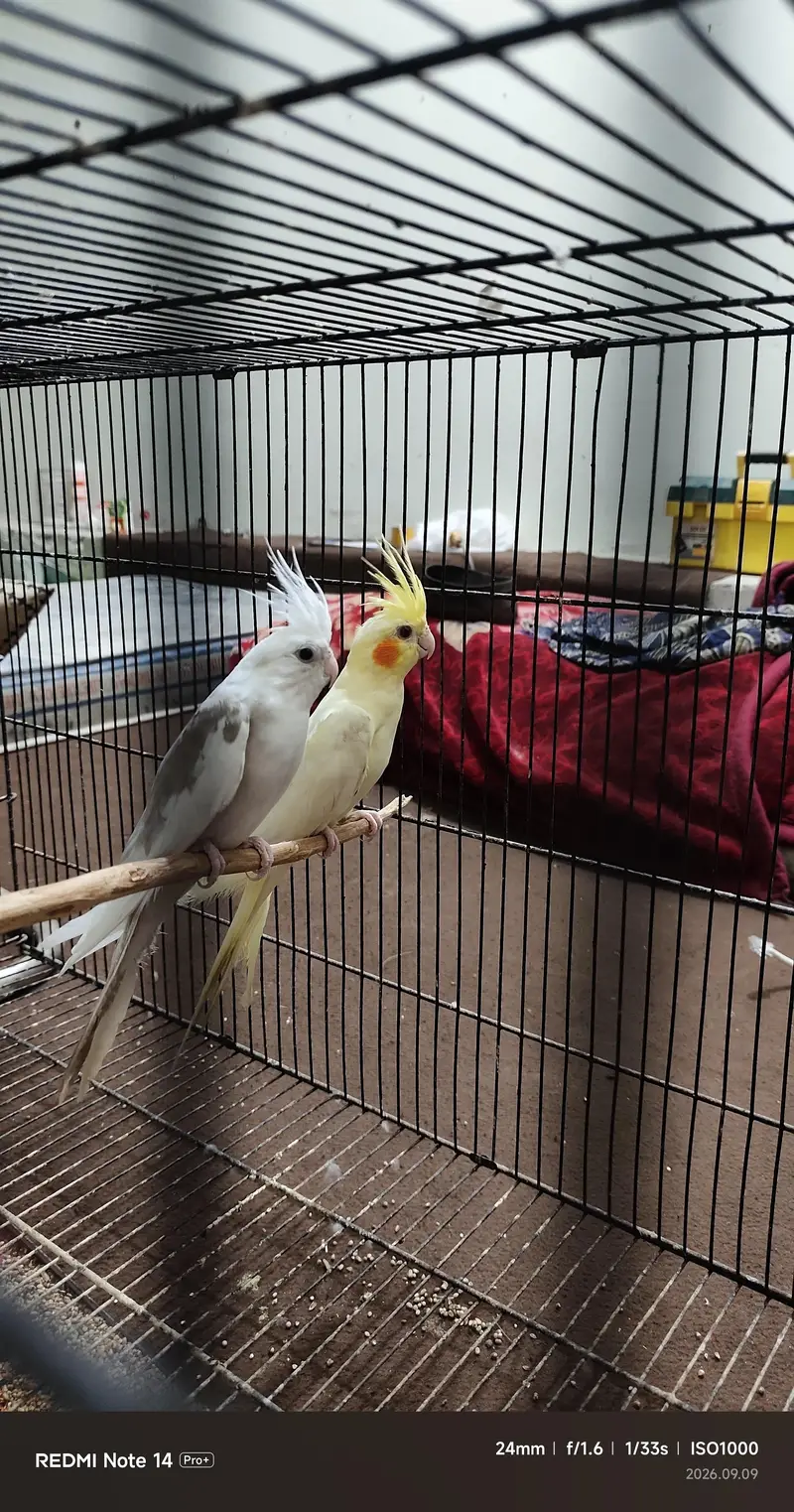 cocktail birds pair — photo 3