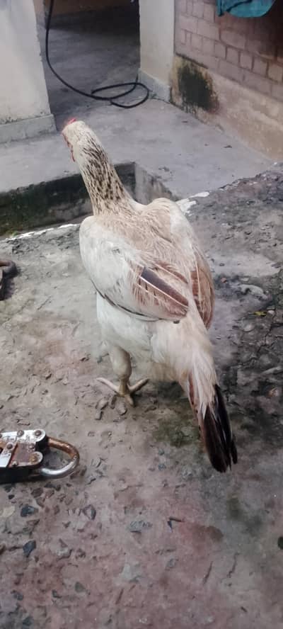 pure desi murgi /dogli murgi/desi misri murgi/desi hen