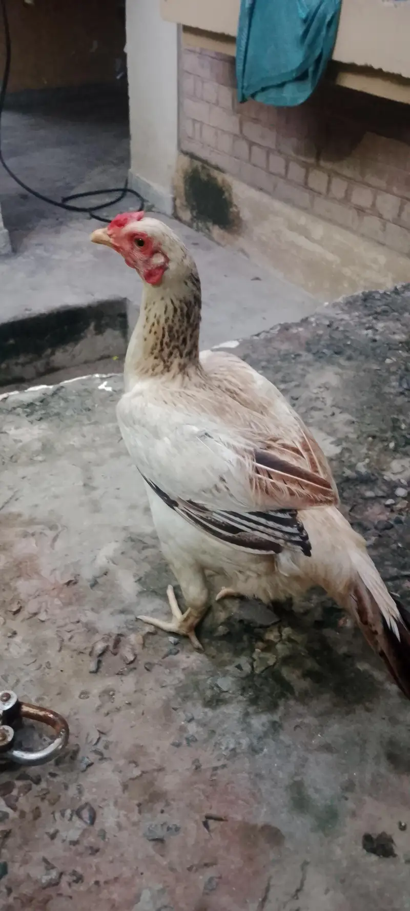 pure desi murgi /dogli murgi/desi misri murgi/desi hen — photo 2