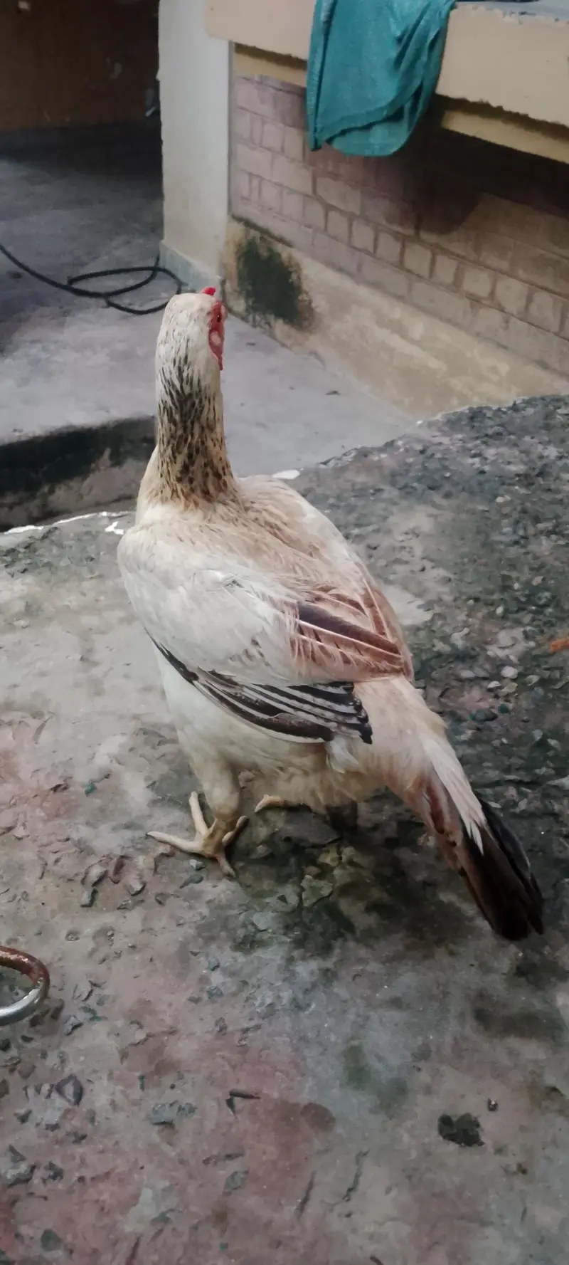 pure desi murgi /dogli murgi/desi misri murgi/desi hen — photo 3