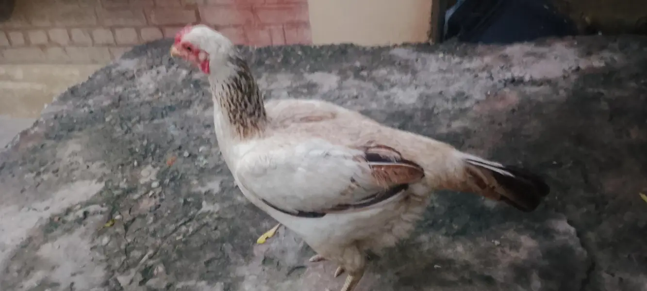 pure desi murgi /dogli murgi/desi misri murgi/desi hen — photo 4