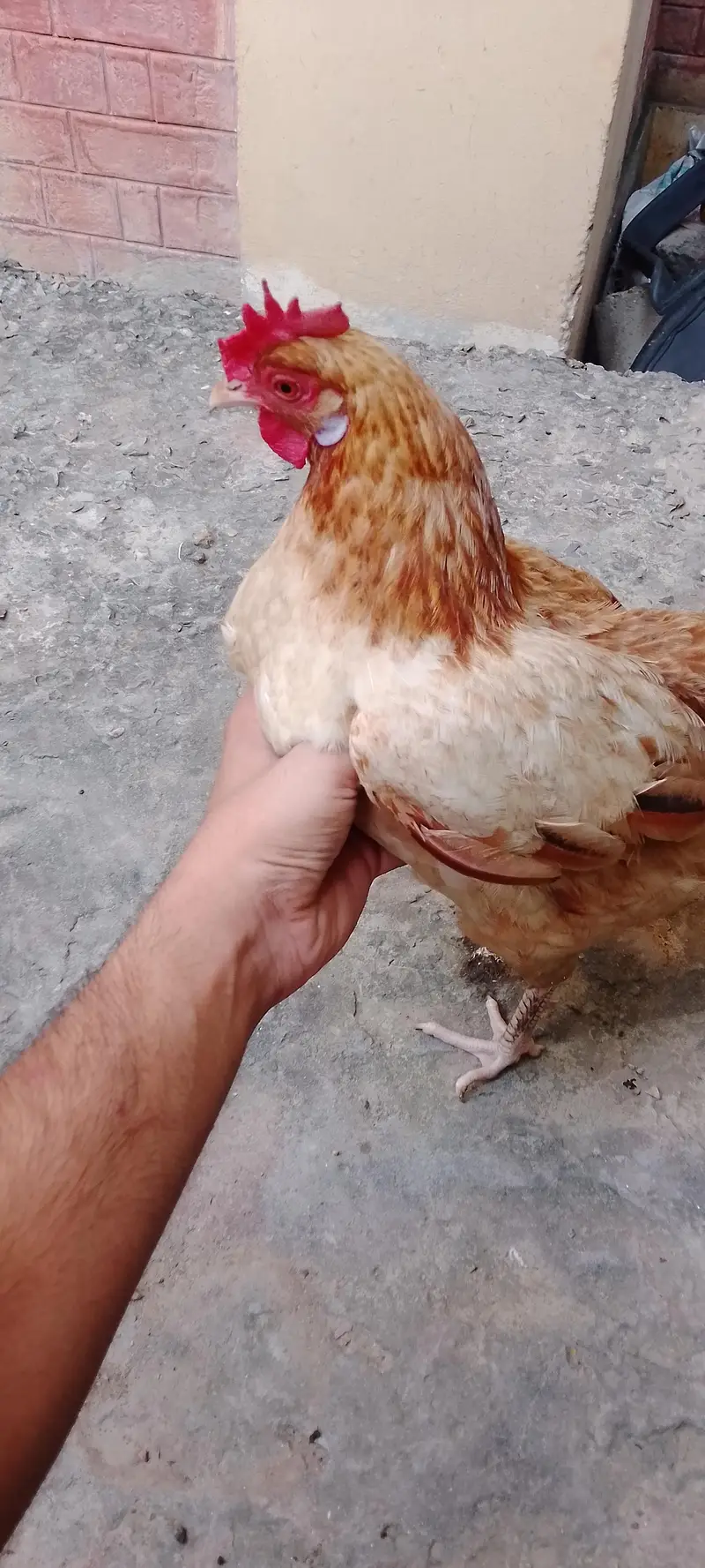 pure desi murgi /dogli murgi/desi misri murgi/desi hen — photo 5