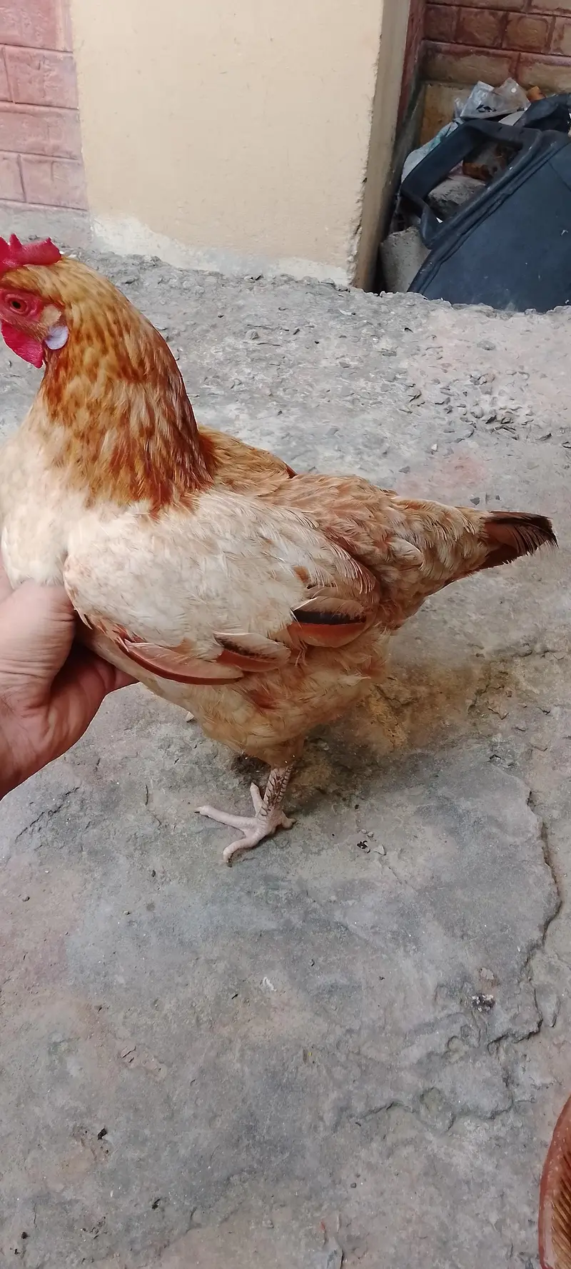 pure desi murgi /dogli murgi/desi misri murgi/desi hen — photo 6