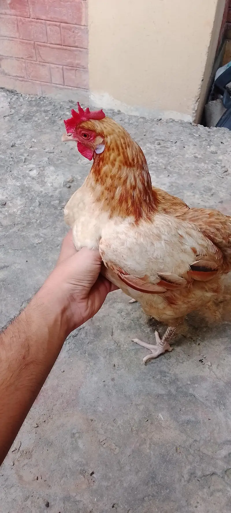 pure desi murgi /dogli murgi/desi misri murgi/desi hen — photo 7