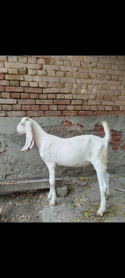 Rajanpuri gulabi bakra