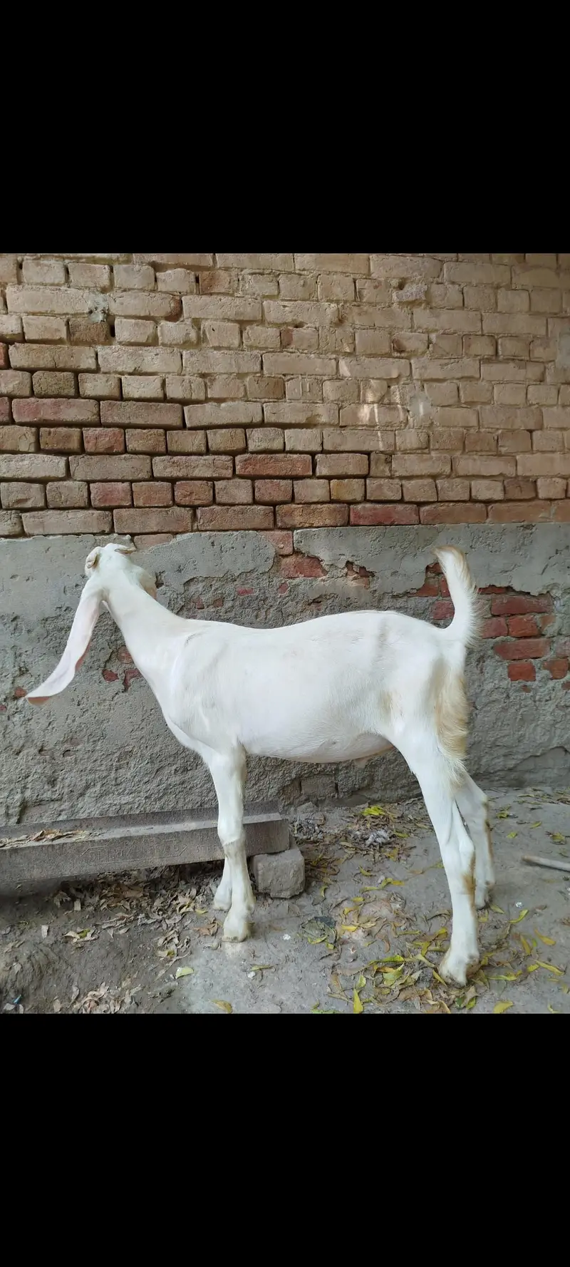 Rajanpuri gulabi bakra — photo 2