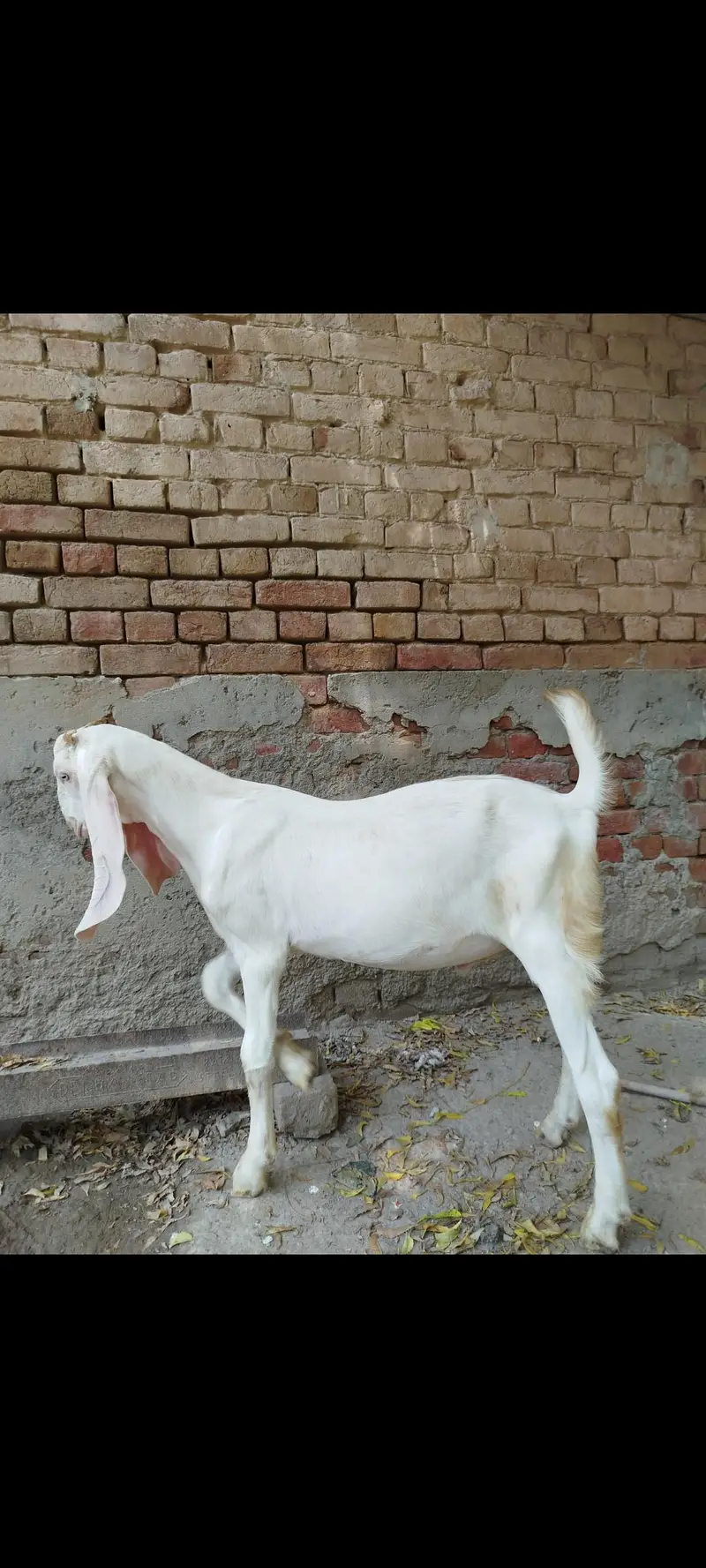 Rajanpuri gulabi bakra — photo 3