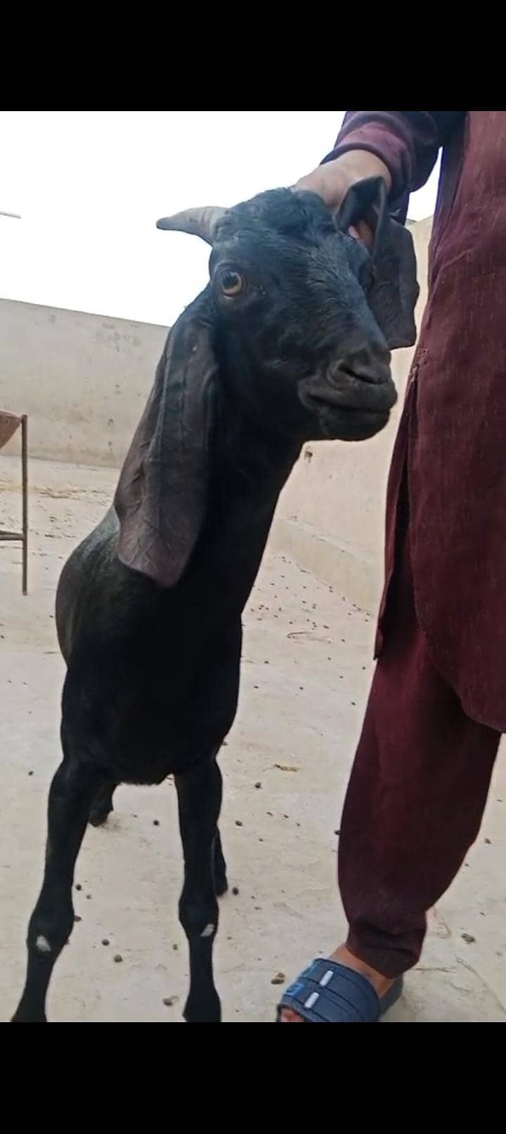 goat v 0