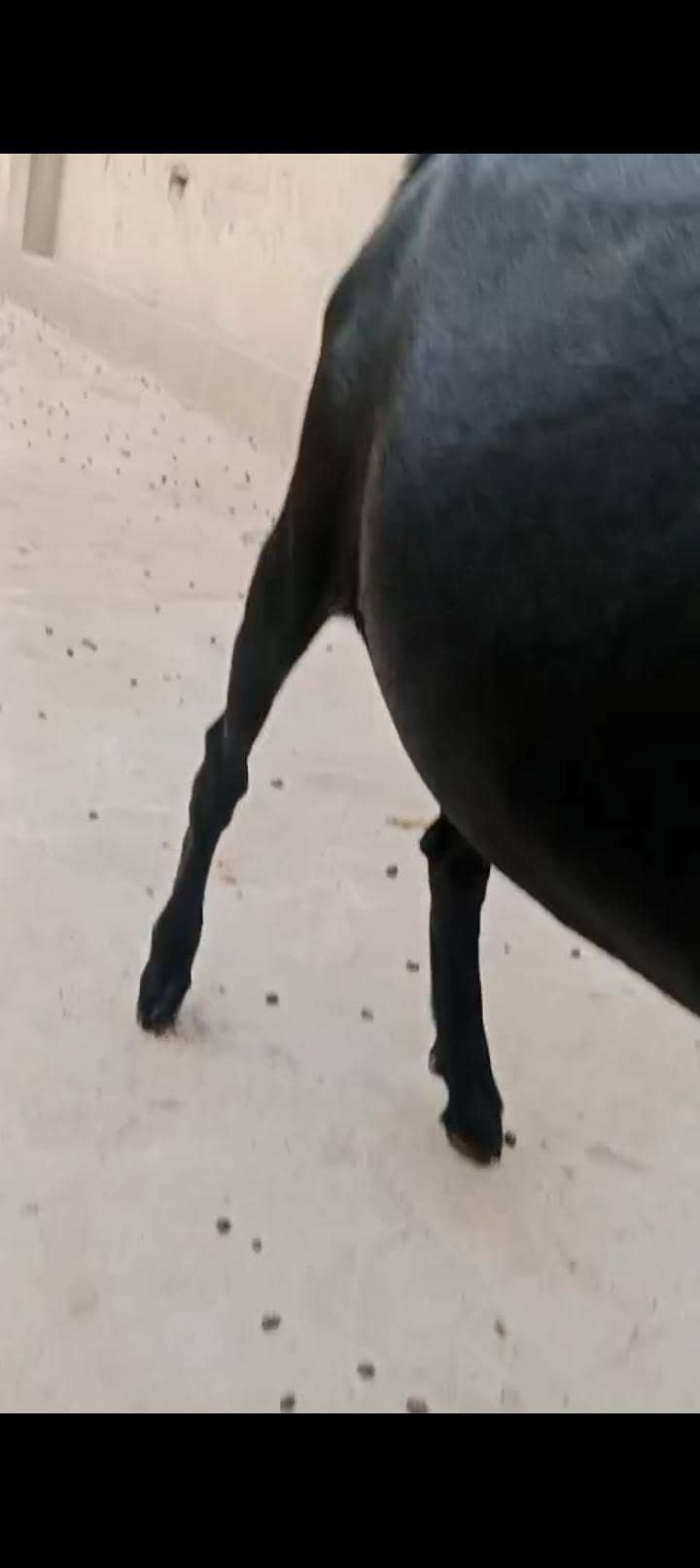 goat v 1