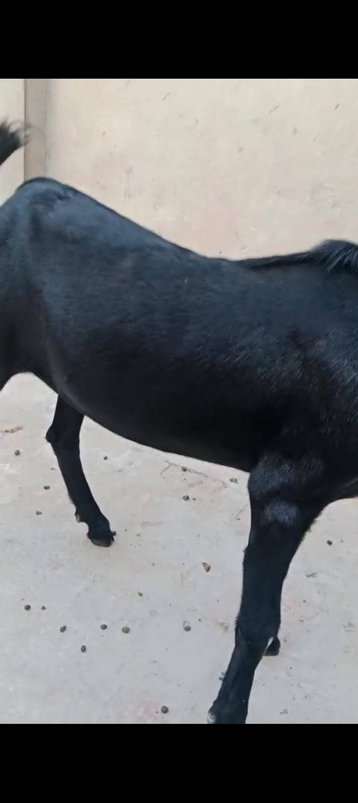 goat v 2
