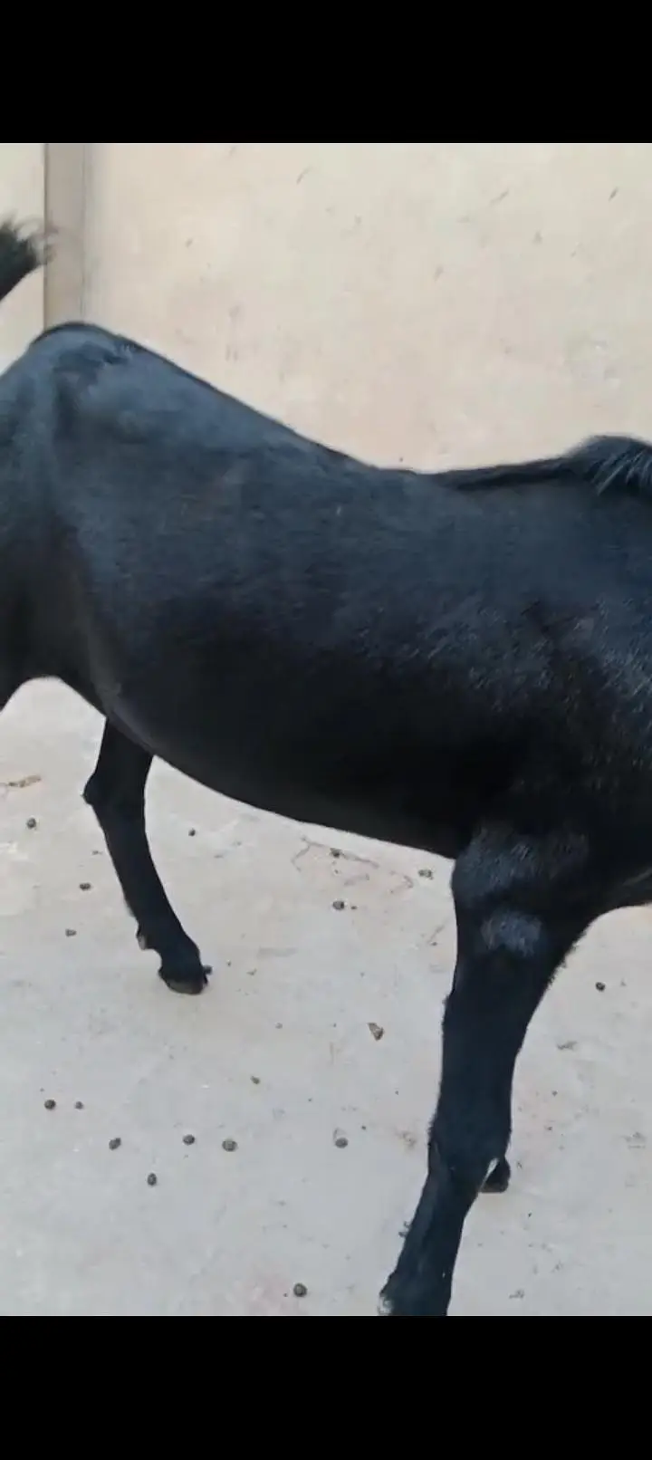 goat v — photo 3