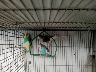 3 pied male 1 alpino male available.