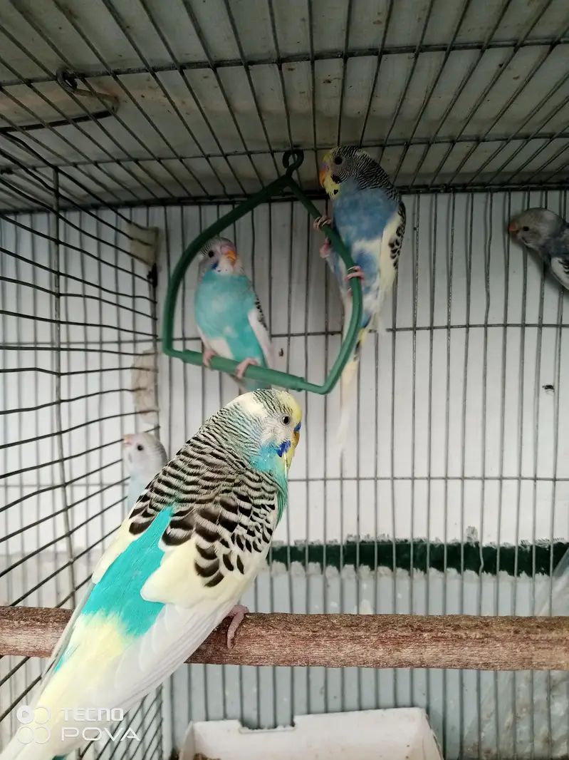 3 pied male 1 alpino male available. — photo 2