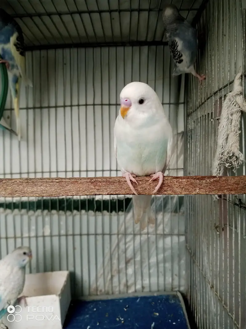 3 pied male 1 alpino male available. — photo 3