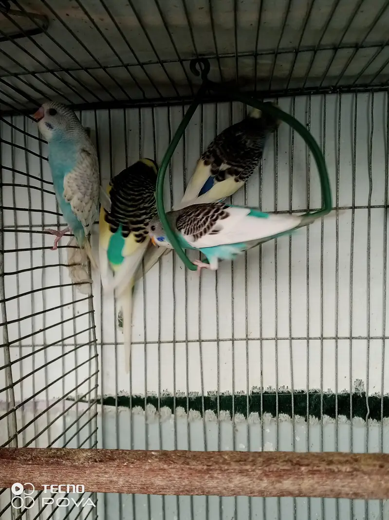 3 pied male 1 alpino male available. — photo 4