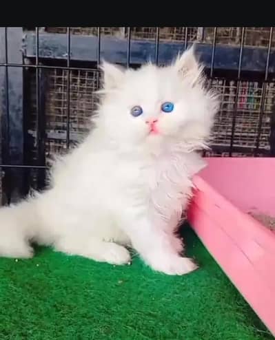 (Persian female kitten) (for sale all) (Pakistan delivery available)