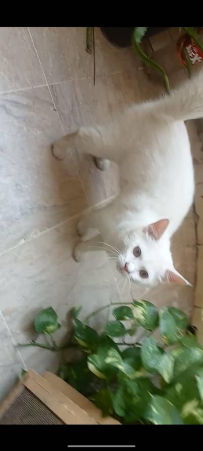 pure White Cat For sale