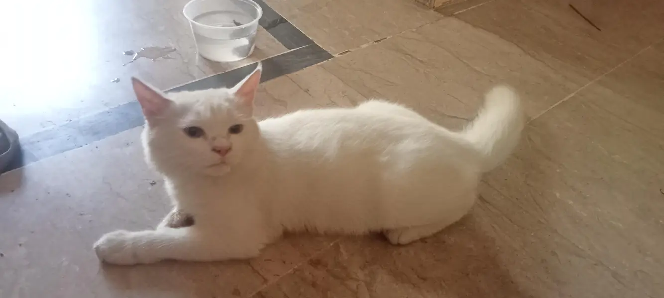 pure White Cat For sale — photo 2