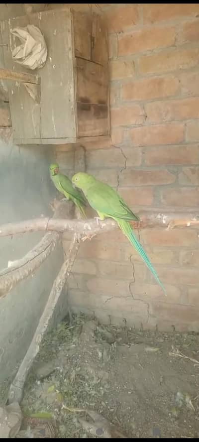 breader pair