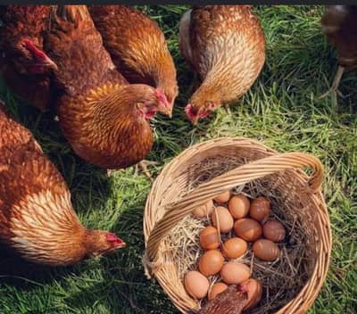 lohman brown hen