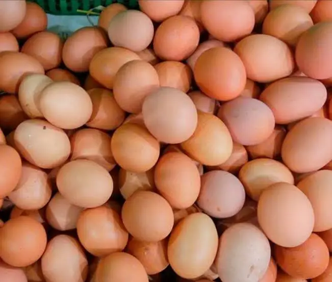 lohman brown hen — photo 2